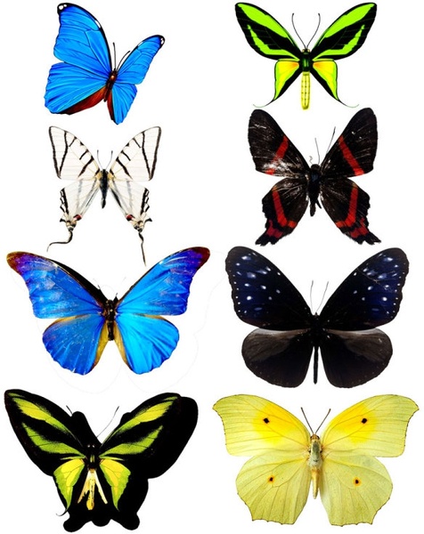 butterfly clipart photoshop - photo #7