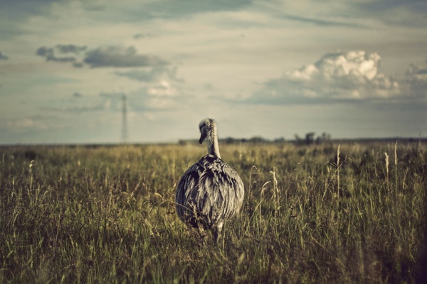 http://images.all-free-download.com/images/graphiclarge/animal_bird_cheetah_child_corn_dof_evening_farm_598779.jpg