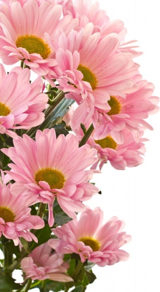 Beautiful chrysanthemum 03 hd pictures Free stock photos in Image 
