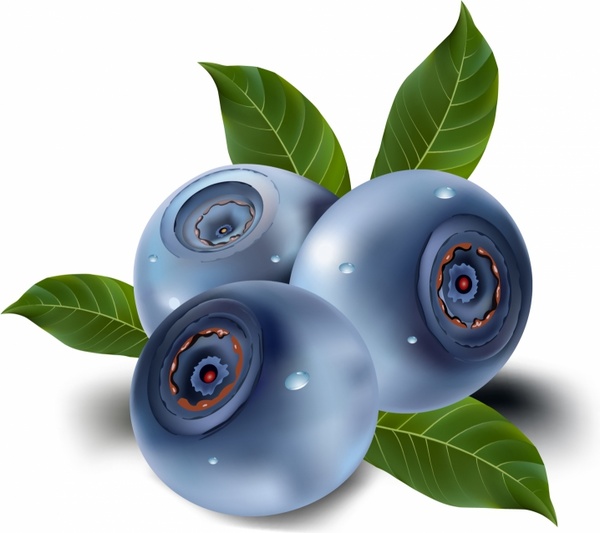 Blueberry vector free vector download (54 Free vector) for