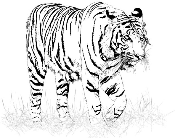 tiger clip art black and white - photo #27
