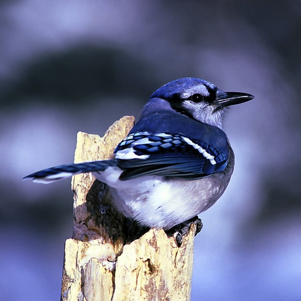 Blue Jay Bird Nature Free Stock Photos In Jpeg 1600x1600 Format