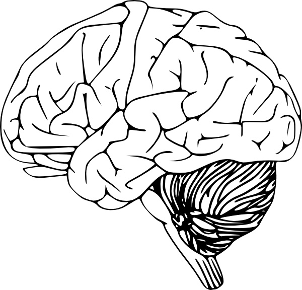 clipart of human brain - photo #15
