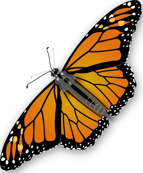 butterflies clipart free download - photo #38
