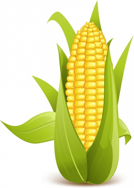 free clipart ear of corn - photo #26