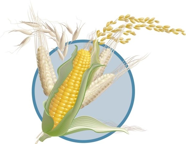 Wheat Vector Free on Corn Wheat Vector Vector Misc   Free Vector For Free Download