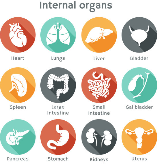 Different Internal Organs Vector Icons Free Vector In Encapsulated