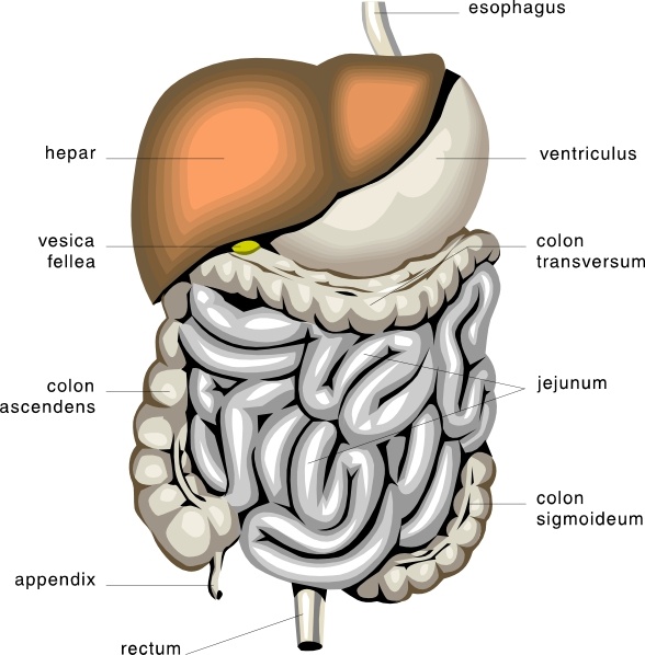 organs in digestive system. Digestive Organs Medical