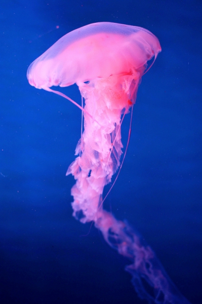 Pink big jellyfish in deep water Free stock photos in jpg format for ...