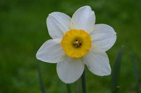 Flower dafodill spring flower Free stock photos in JPEG (.jpg) 6016x4000 format for free ...