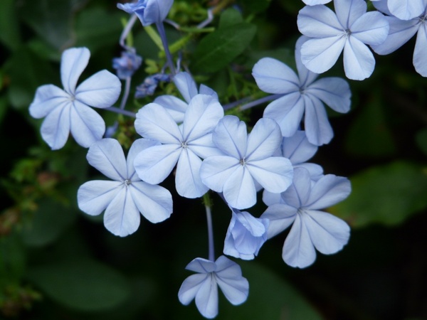 Flowers Flower Light Blue 213934 