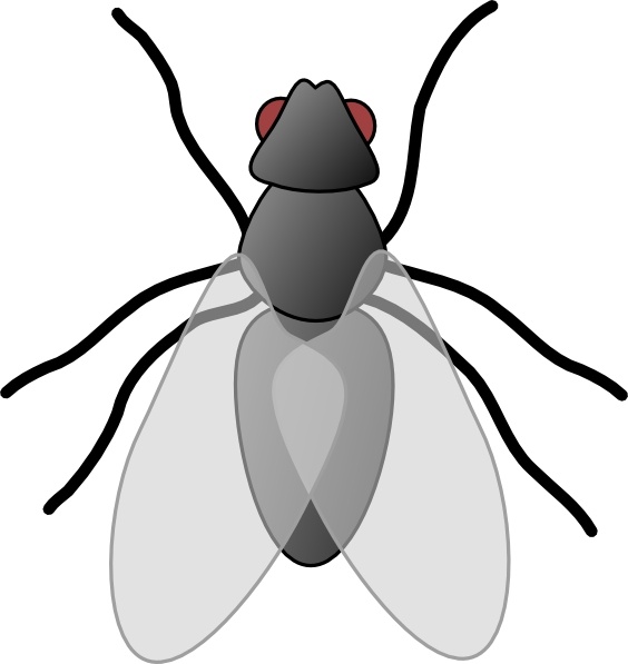 fruit fly clipart - photo #47