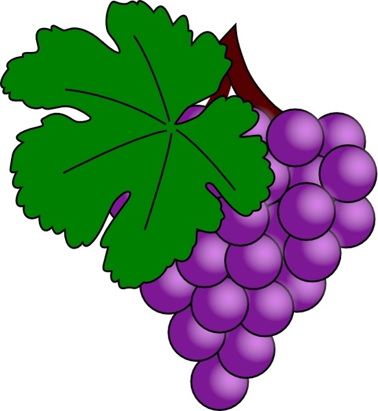 clipart gratuit vigne raisin - photo #34