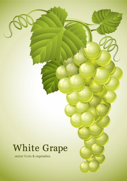 vector free download grape - photo #16