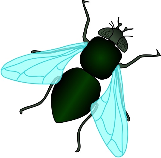 fruit fly clipart - photo #19