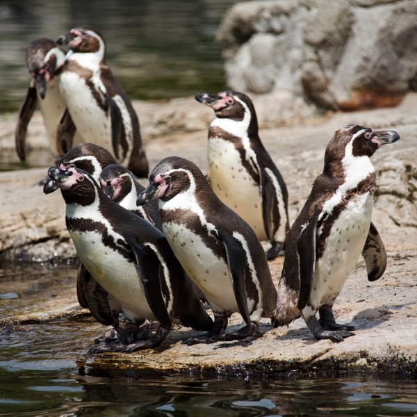 A Group Of Penguins 106