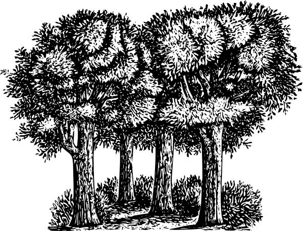 trees pictures clip art. Group Of Trees clip art