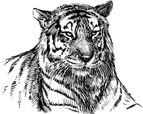 Hand Drawing Tiger Vector Free Vector In Adobe Illustrator Ai Ai