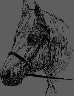 hand drawn horse set