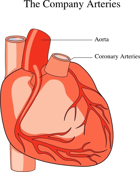 human heart drawing. Heart Medical Diagram clip art