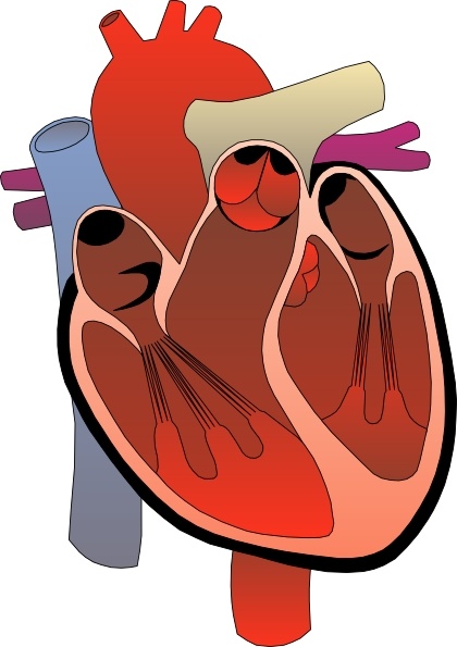 Heart diagram without labels
