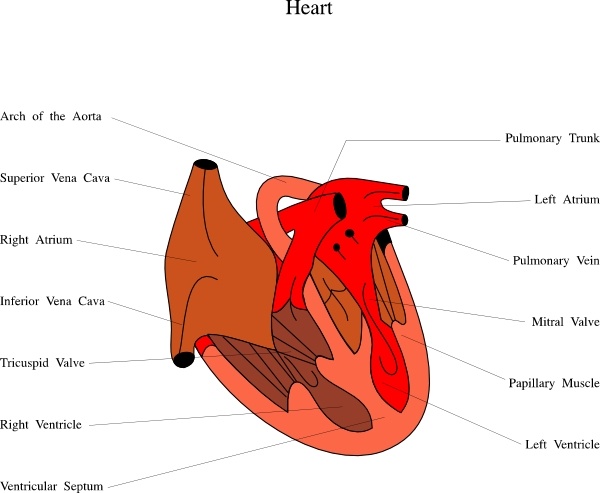 Heart diagram labeled
