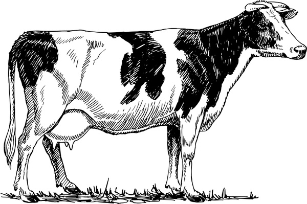 cow drawing clip art - photo #46