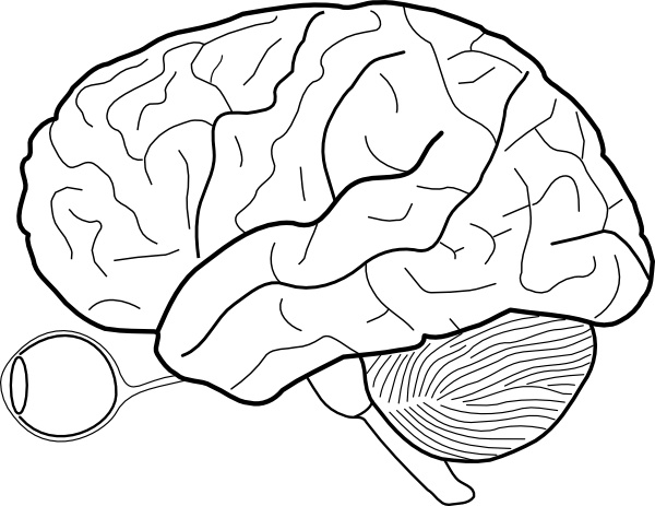 human brain diagram. Human Brain Sketch With Eyes