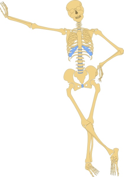 clip art of human skeleton - photo #8