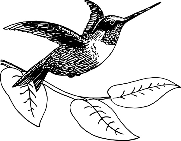 free hummingbird clipart black and white - photo #26
