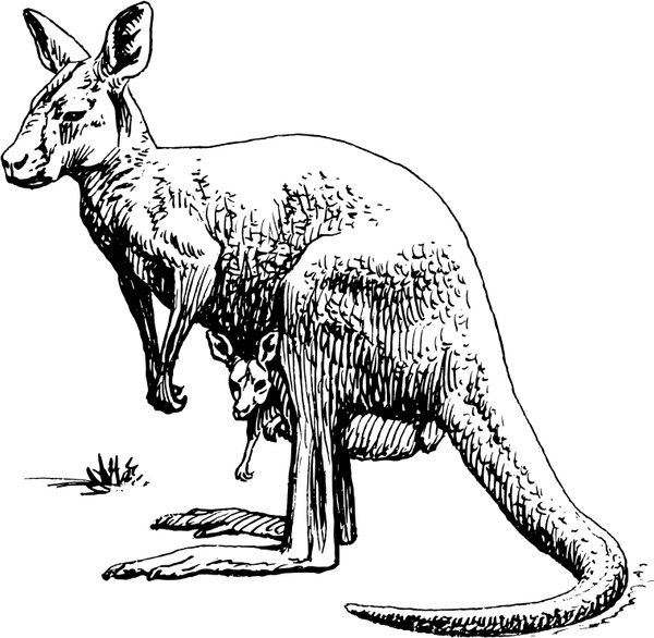 Kangaroo Vector Art