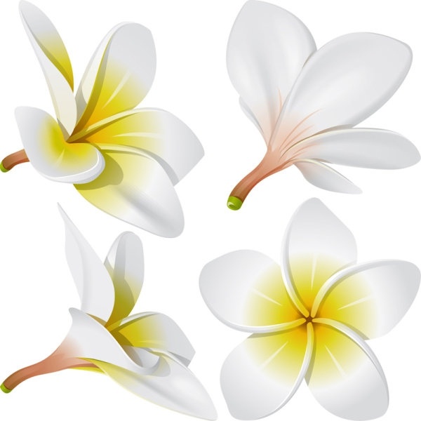 Frangipani vector free free vector download (13 Free vector) for