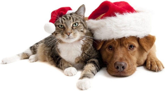lovely christmas cats and dogs highdefinition picture
