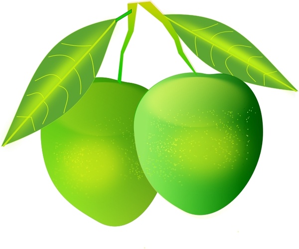 Free Wallpaper Downloads on Mango Vector Clip Art   Free Vector For Free Download