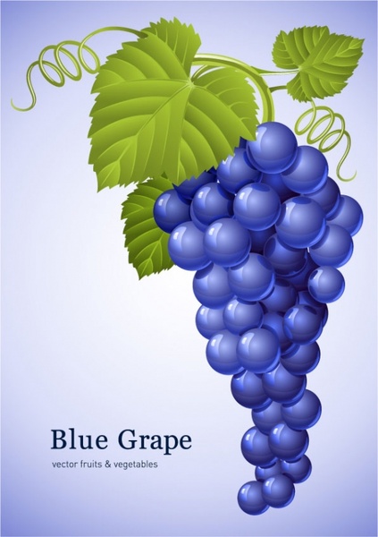vector free download grape - photo #25