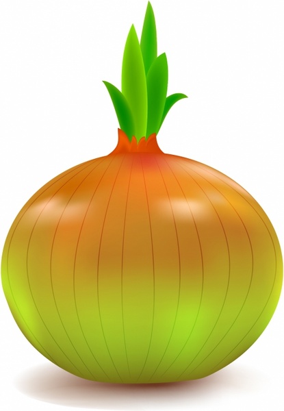 clipart of onion - photo #23