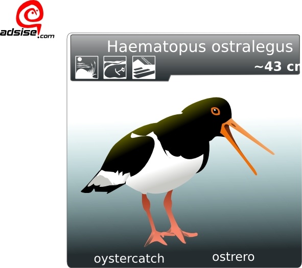 Free vector Vector clip art Ostrero Oyster Catcher clip art