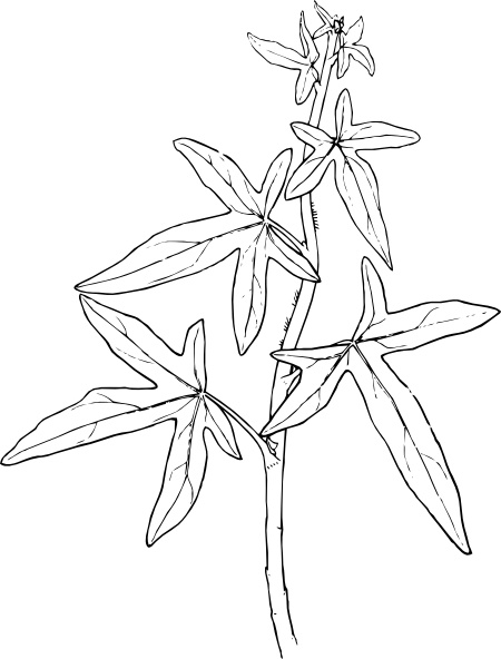 flower clip art outline. Outline Ivy Plant clip art