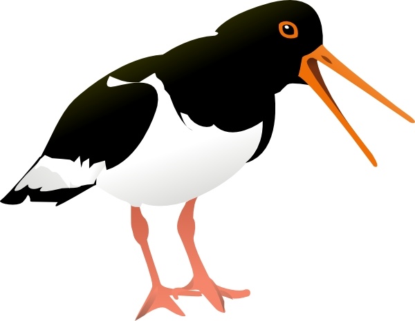 Free vector Vector clip art Oyster Catcher Bird clip art. File size: 0.07 MB
