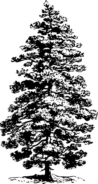 pine tree clip art vector - photo #45