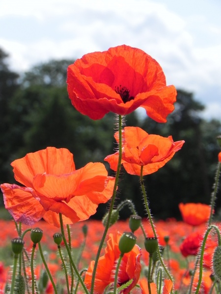 Poppy free stock photos download (246 Free stock photos) for commercial