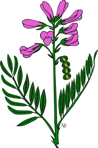 free lavender flower clip art - photo #38
