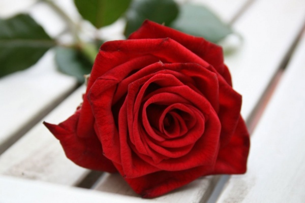tumblr beautiful wallpapers Pic Images  & Becuo  Pictures Rose Red