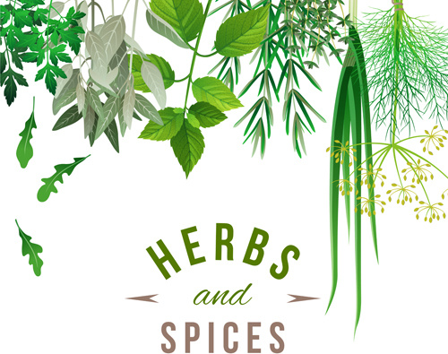 Herb vector free vector download (165 Free vector) for