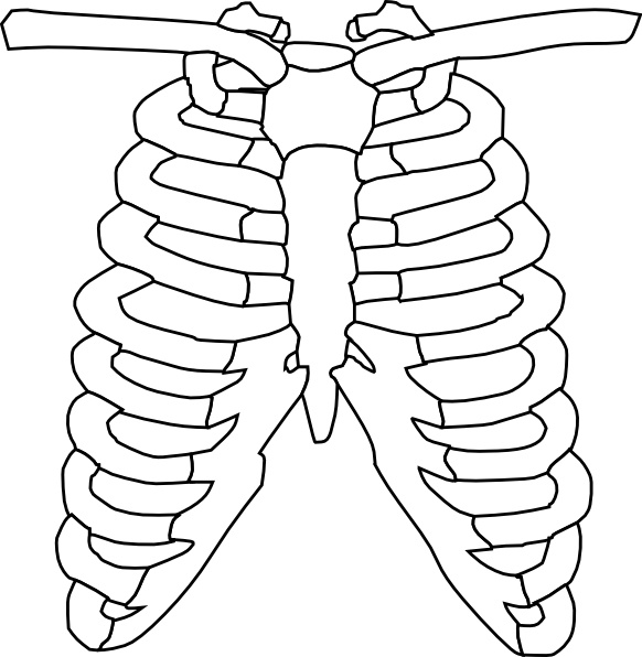 human ribs clipart - photo #2