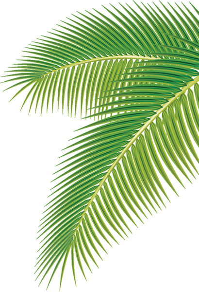Set of green palm leaves vector Free vector in Adobe ...