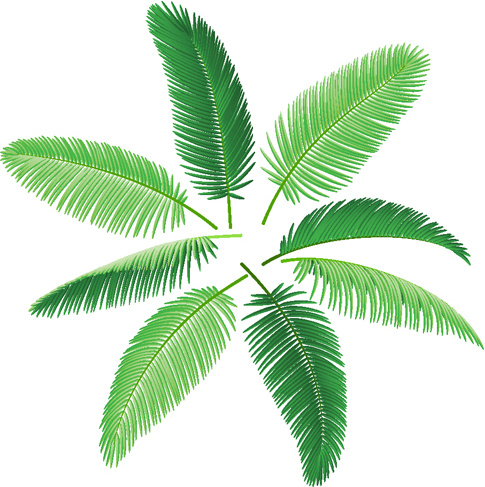 Set of green palm leaves vector Free vector in ...