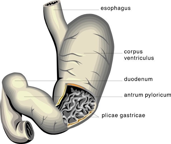 digestive system diagram. circulatory system diagram