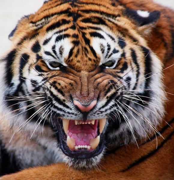 Tiger Avatar