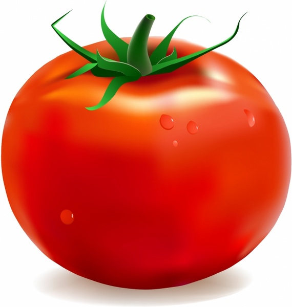 tomato plant clip art - photo #41